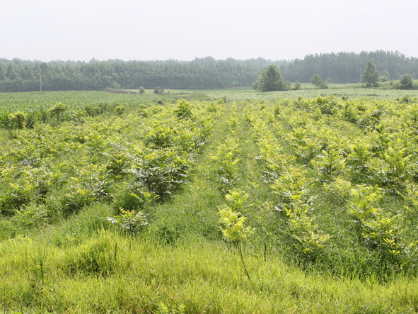 美国薄壳山核桃种苗基地